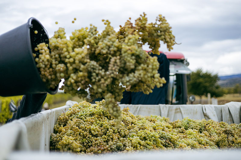 Berba u najvećem dalmatinskom vinogradu: povedi obitelj i prijatelje u Drniš i uživaj u autentičnom iskustvu