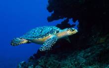 Pogledajte Egzotični planet Joea Brnobića