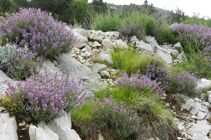 Znanstveni kafić: Raznolikost ljekovite kadulje