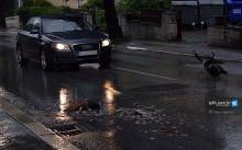 Paun s Tvrđave Gripe stradao pod kotačima u Vukovarskoj