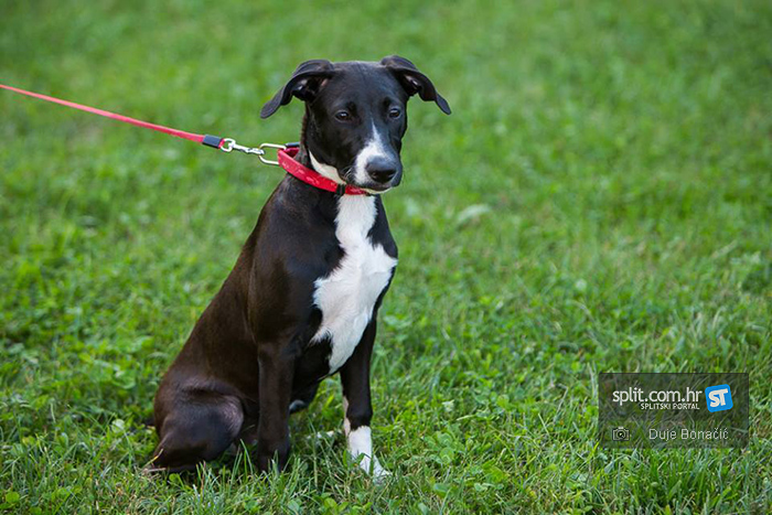 Obilježavanje Međunarodnog dana napuštenih životinja