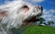 Grad Split odlučio: 500 kuna kazne onima koji ne pokupe pseću kakicu