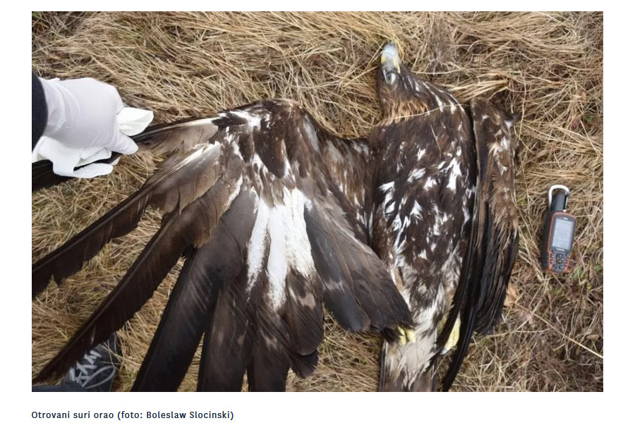 BalkanDetox LIFE: Novi projekt protiv ilegalnog trovanja divljih životinja