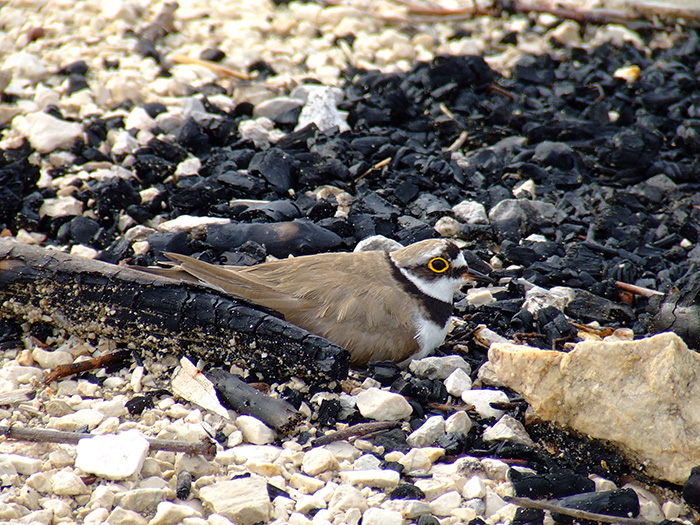 Trening prepoznavanja ptica na Neretvi 2024.