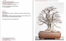 Izložba bonsaija u Dioklecijanovim podrumima