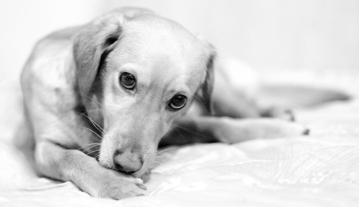 L’Baštard – izložba mješanaca 2015.