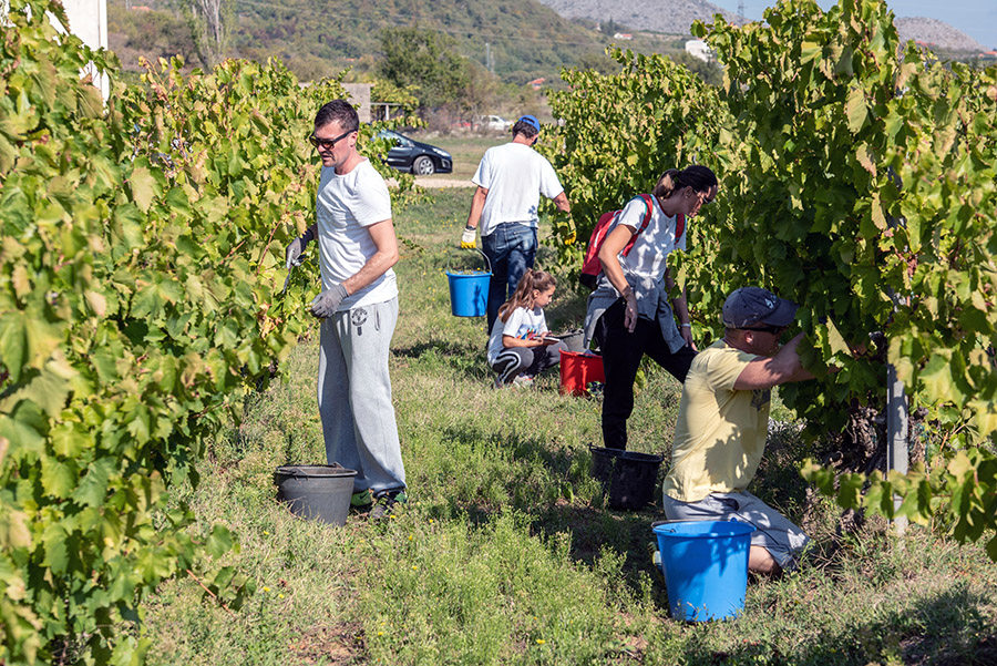 Berba u najvećem dalmatinskom vinogradu: Povedi obitelj i prijatelje, guštaj u prirodi i osvoji bocu vina s vlastitim imenom!