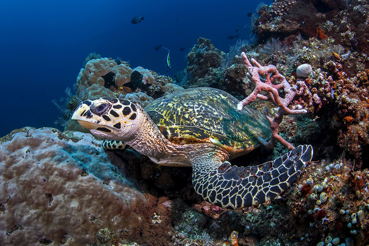 “More života” Dalibora Andresa otvara Novogodišnju izložbu Fotokluba Split