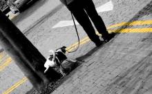 Na Marjanu prva revijalna izložba pasa mješanaca