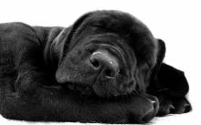 Treći buvljak za šapice bez doma