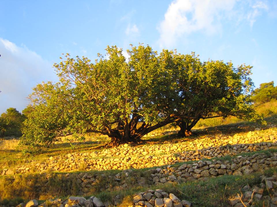 Eko proizvode s otoka Visa kupite na pazariću na Sućidru
