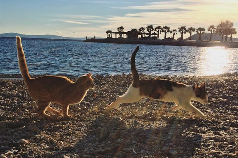 Splitske mačke osvajaju Instagram