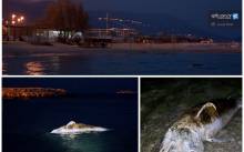 More izbacilo dupina na Žnjanu