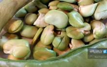 Fešta o’boba 2014.