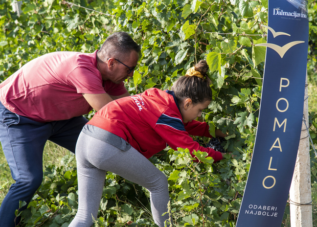 Dođi s ekipom u Drniš i osvoji bocu vina s vlastitom etiketom