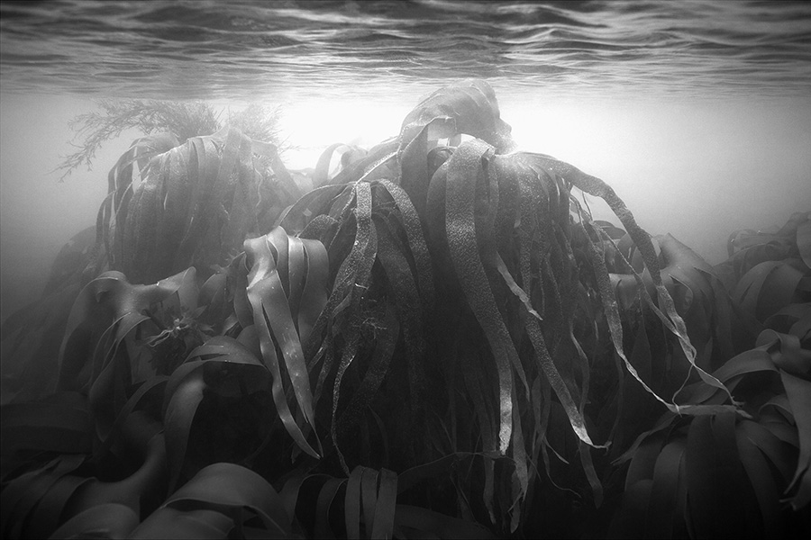 “Potopljeni vrtovi / Sunken Garden” Tanje Deman u Galeriji MKC-a