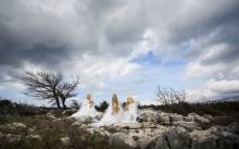 Vile s otoka Krka stižu u Kaštela