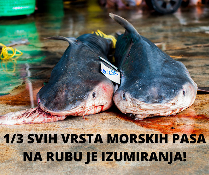 Potpiši za spas morskih pasa od izumiranja