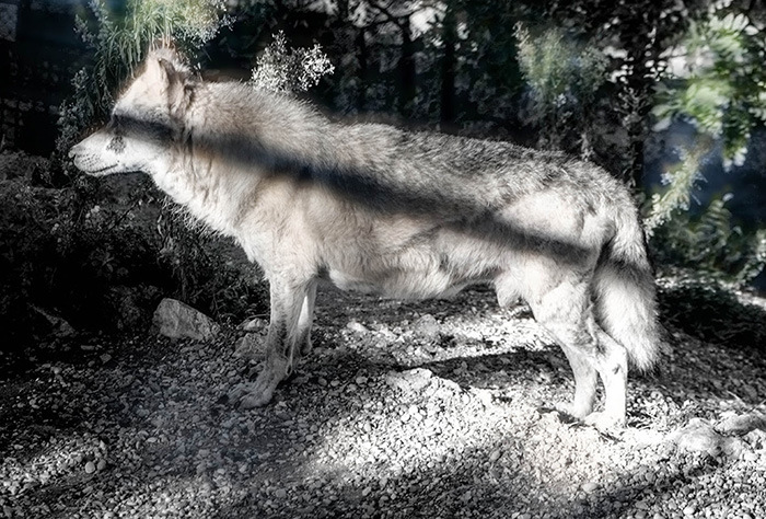 “Vukojebina” Pete Volicha u Galeriji umjetnina