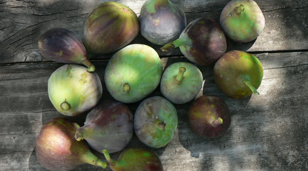 Dani smokve s humanim predznakom